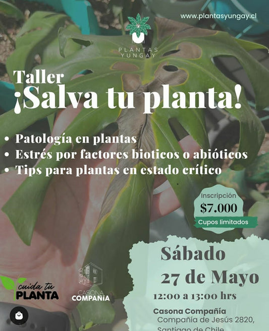 ¡Te invitamos a nuestro emocionante taller SALVA TU PLANTA!