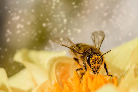 ¡Día internacional de las abejas!
