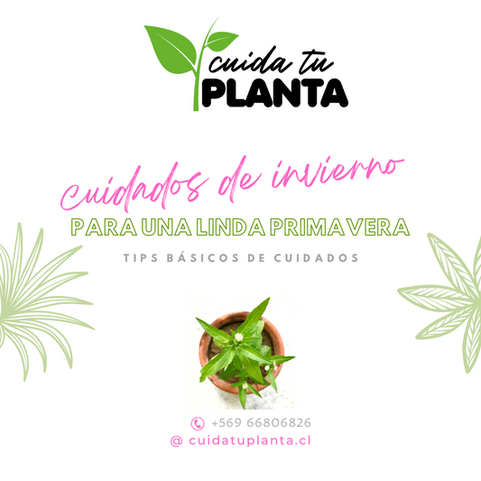 ¡Prepárate para la Primavera! Los Mejores Consejos para el Cuidado de tus Plantas en Invierno