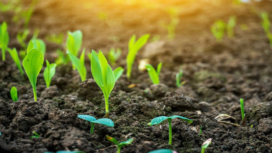 Sabes la diferencia entre un fertilizante y un bioestimulante?