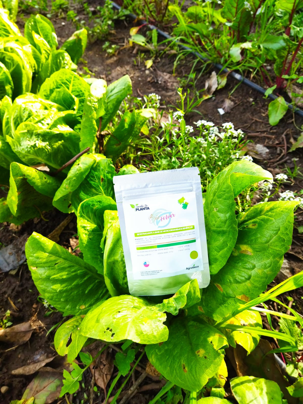 Bio Foliar
